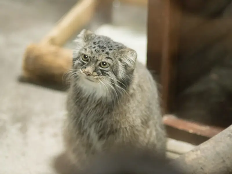 A photograph of Shafran in Ueno Zoological Gardens