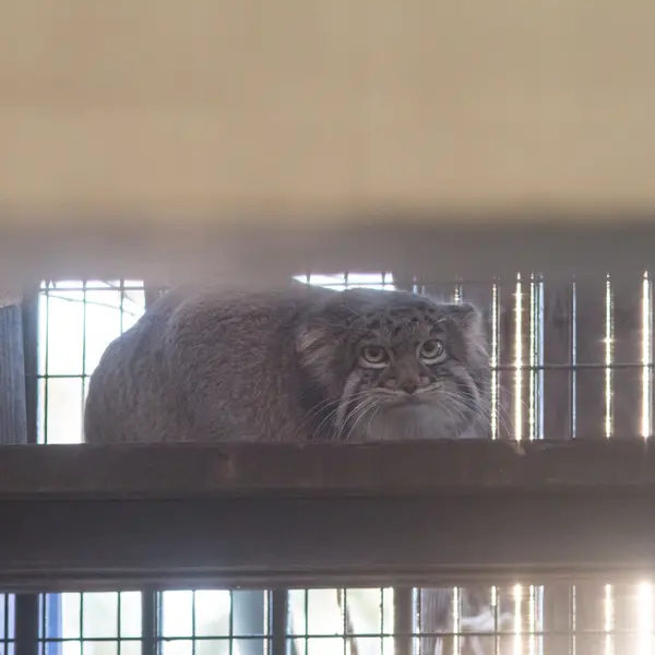 A photograph of Figa in Nogeyama Zoo