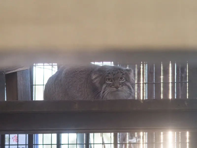 A photograph of Figa in Nogeyama Zoo