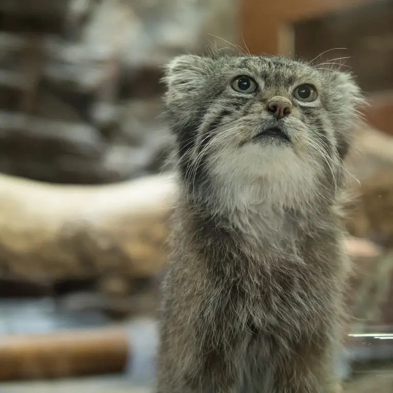A photograph of Klyon in Ueno Zoological Gardens