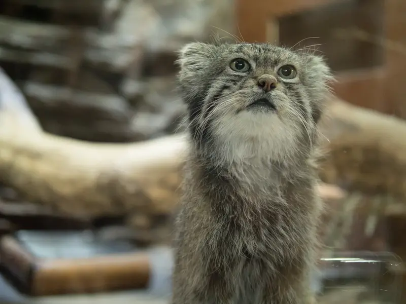 A photograph of Klyon in Ueno Zoological Gardens