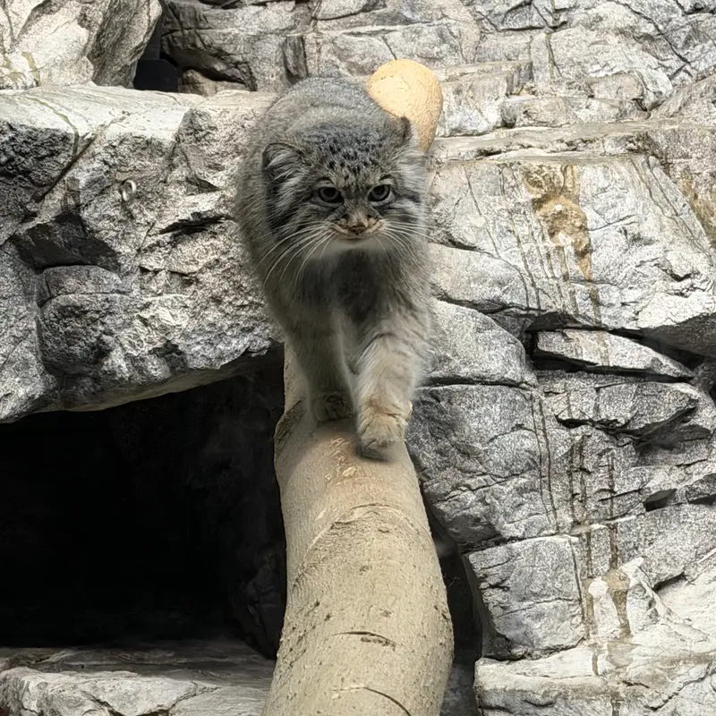A photograph of Isabel in Cincinnati Zoo