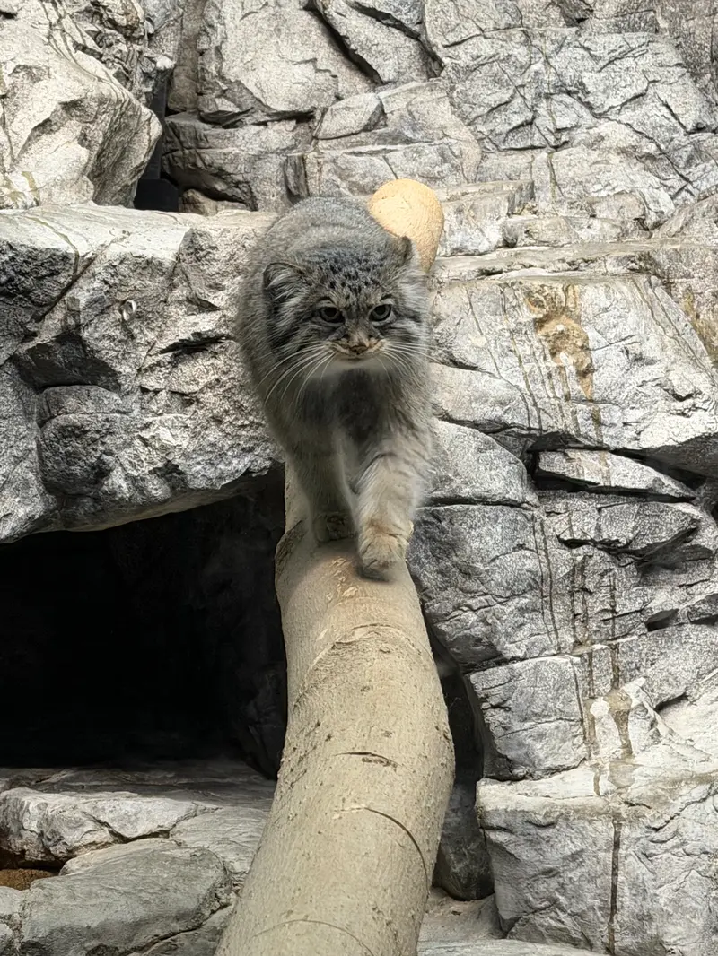 A photograph of Isabel in Cincinnati Zoo