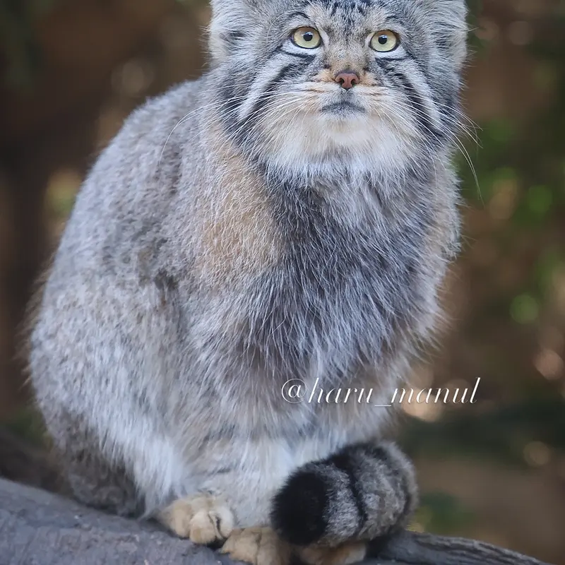 A photograph of Nagomu in Nasu Animal Kingdom