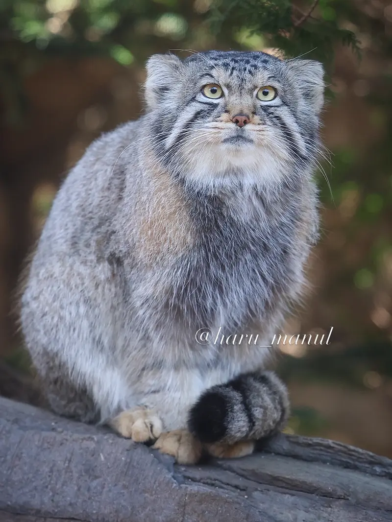 A photograph of Nagomu in Nasu Animal Kingdom