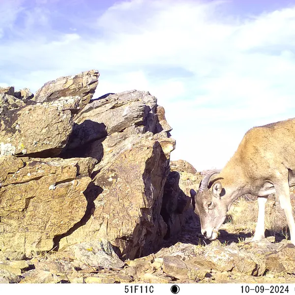 A photograph of Argali from Karashoky camera trap