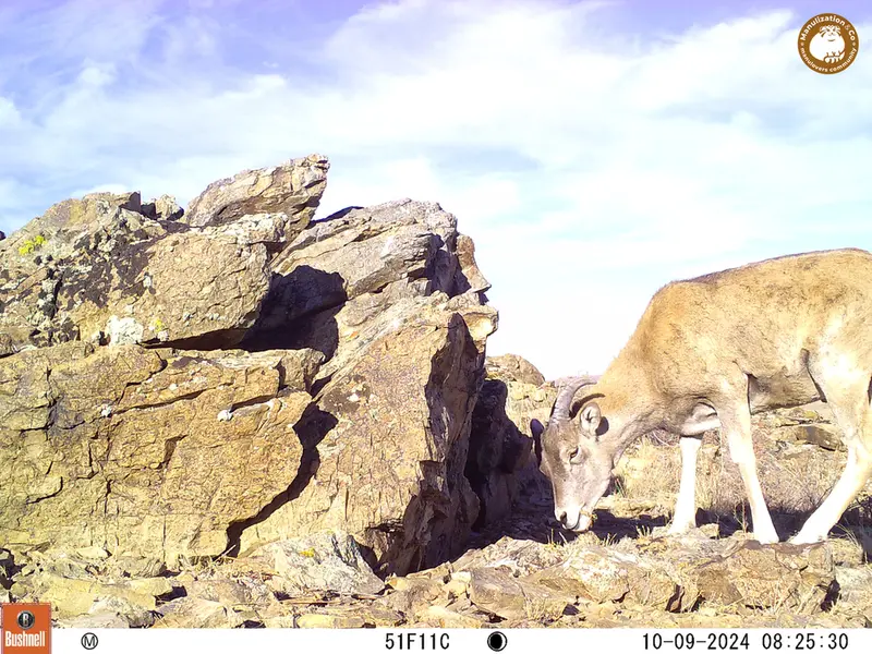 A photograph of Argali from Karashoky camera trap