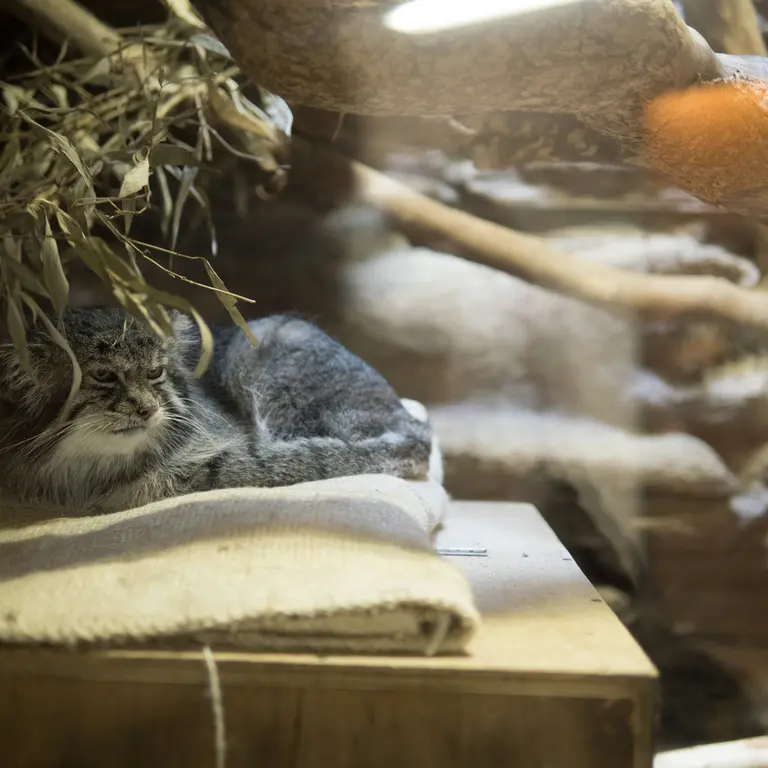 A photograph of Klyon in Ueno Zoological Gardens