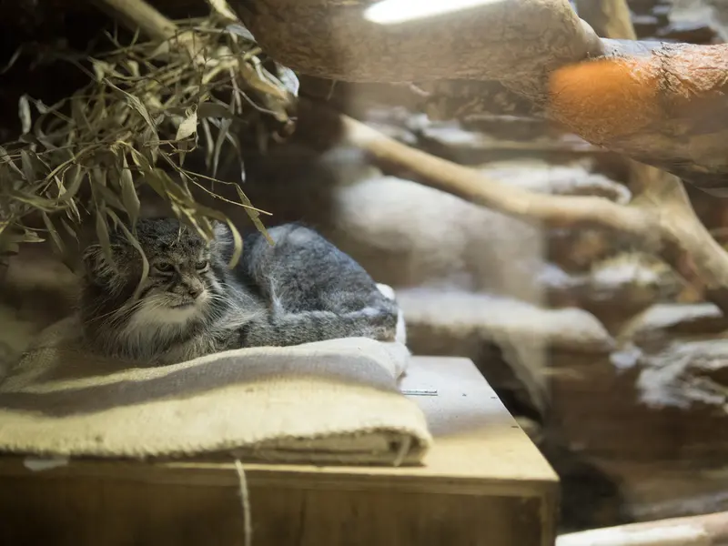A photograph of Klyon in Ueno Zoological Gardens