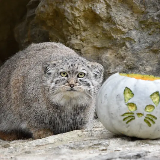 A photograph of Tuya in Port Lympne Wild Animal Park