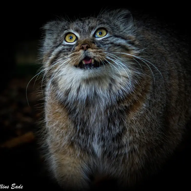 A photograph of Qara in The Big Cat Sanctuary