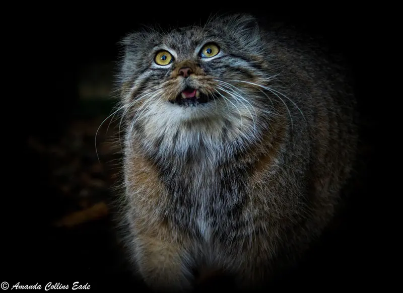 A photograph of Qara in The Big Cat Sanctuary