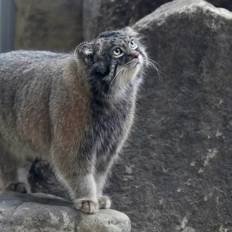 A photograph of Nar in Kobe Animal Kingdom