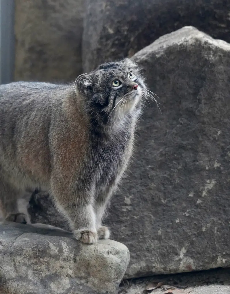 A photograph of Nar in Kobe Animal Kingdom