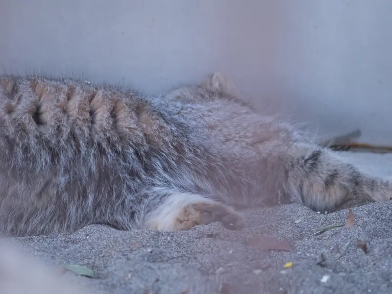 A photograph of Figa in Nogeyama Zoo