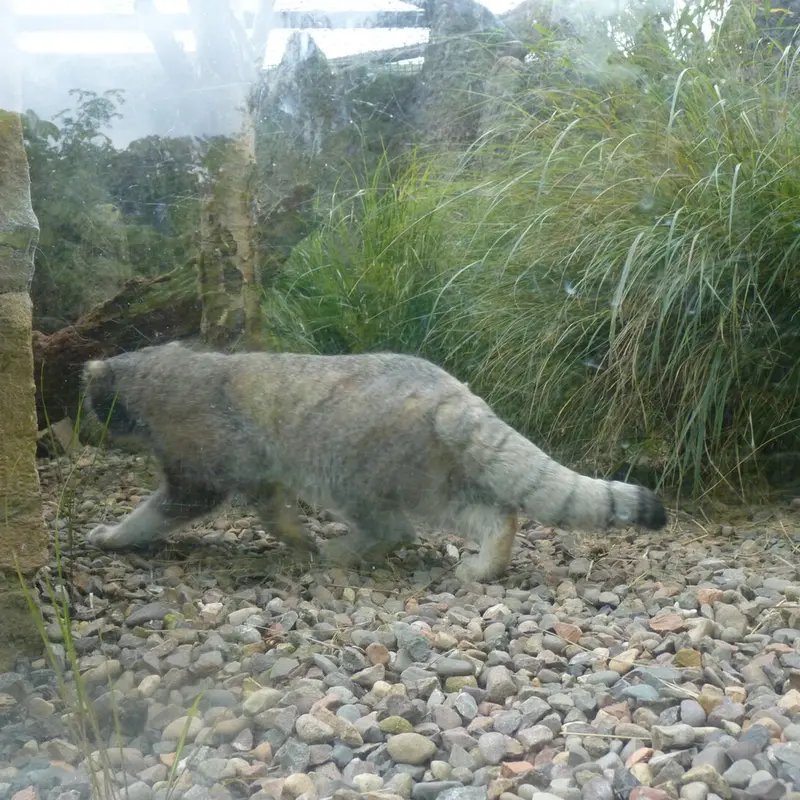 A photograph of Akiko in Edinburgh Zoo
