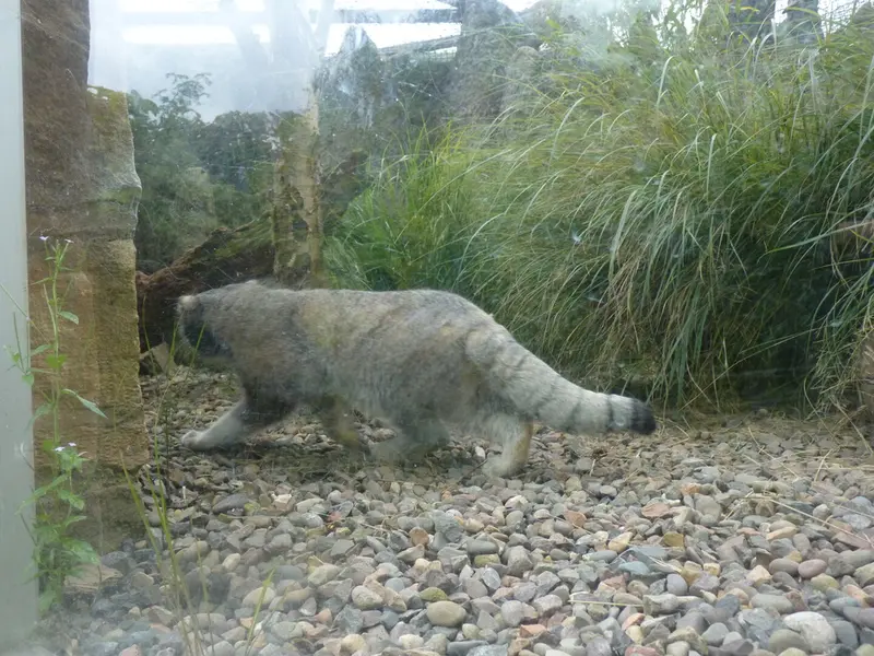 A photograph of Akiko in Edinburgh Zoo