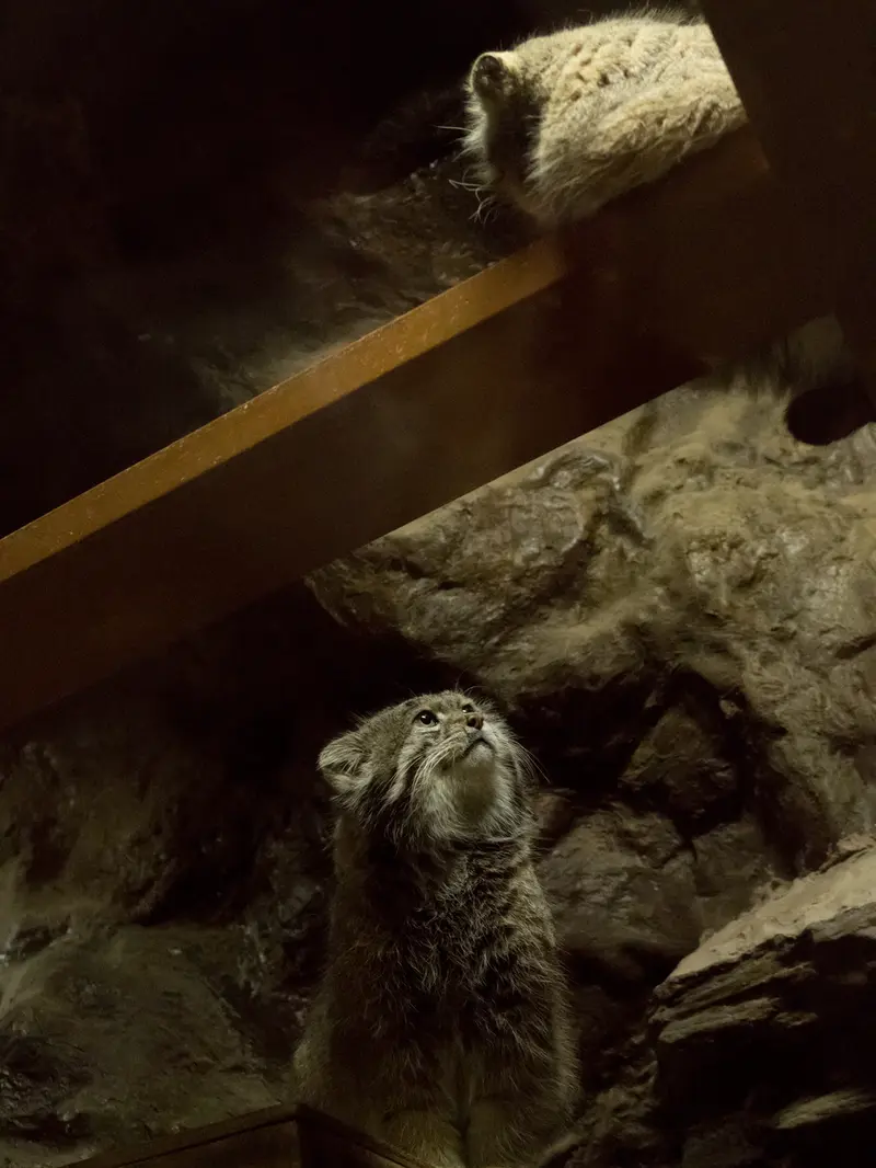 A photograph of Primula and Klyon in Ueno Zoological Gardens