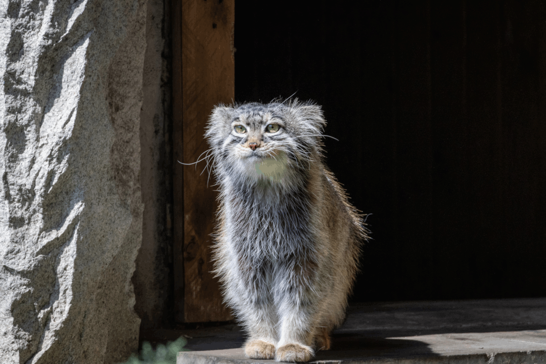 A photograph of a Pallas's cat