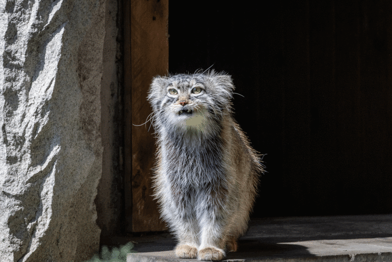 A photograph of a Pallas's cat