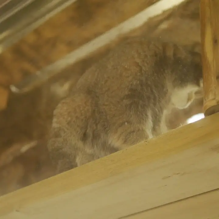 A photograph of a Pallas's cat in Ueno Zoological Gardens