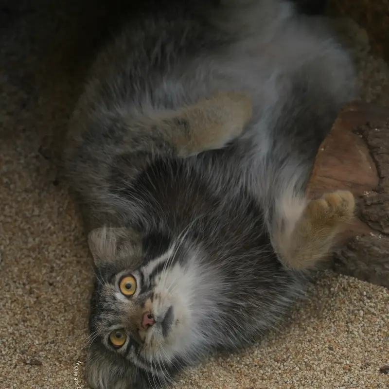 A photograph of Oto in Kobe Animal Kingdom