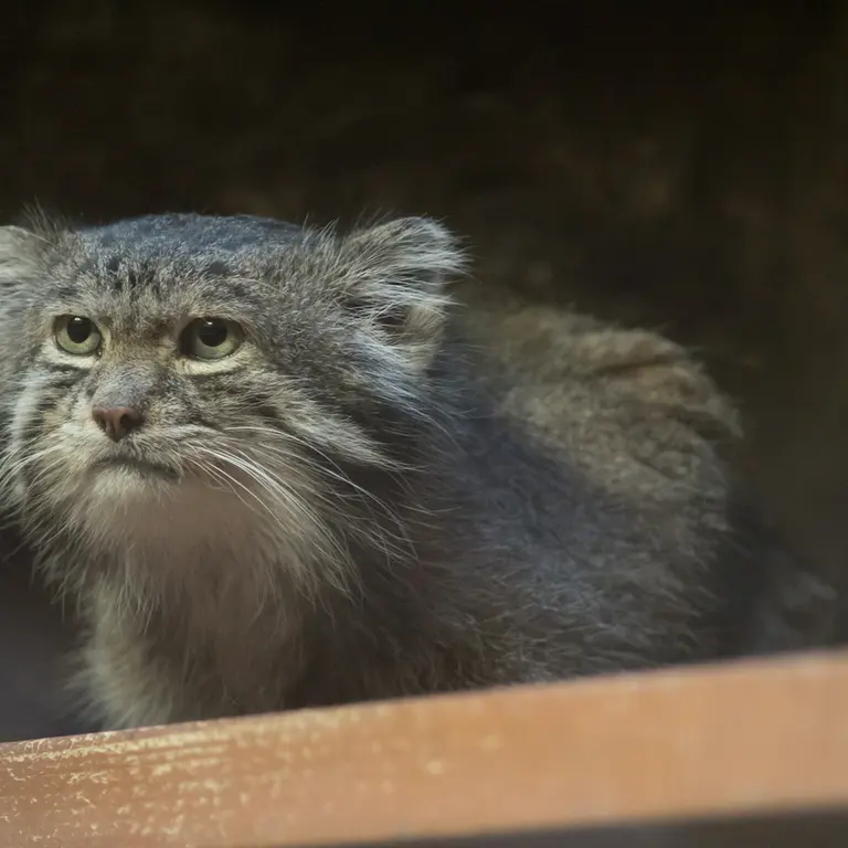 A photograph of Klyon in Ueno Zoological Gardens