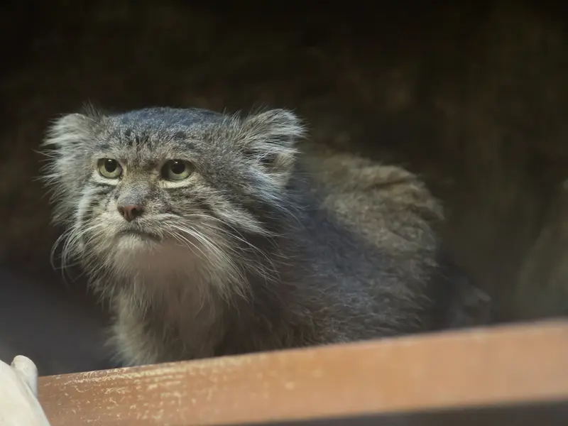 A photograph of Klyon in Ueno Zoological Gardens