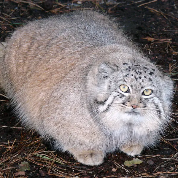 A photograph of Hurst in Riga Zoo