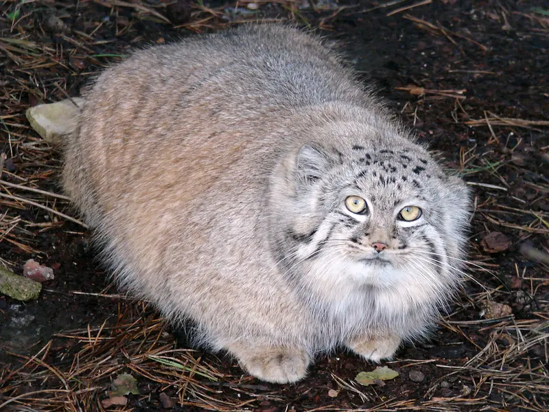 A photograph of Hurst in Riga Zoo