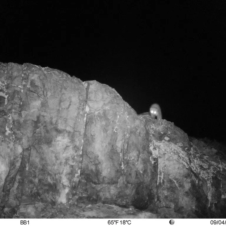 A photograph of Beech marten from Aktas-Kunkora [new] camera trap