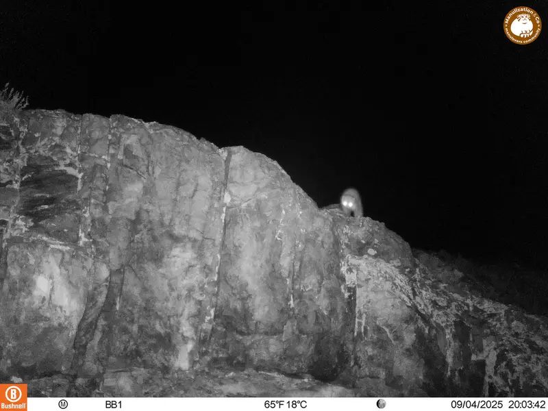 A photograph of Beech marten from Aktas-Kunkora [new] camera trap