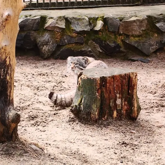 A photograph of a Pallas's cat in Novosibirsk Zoo