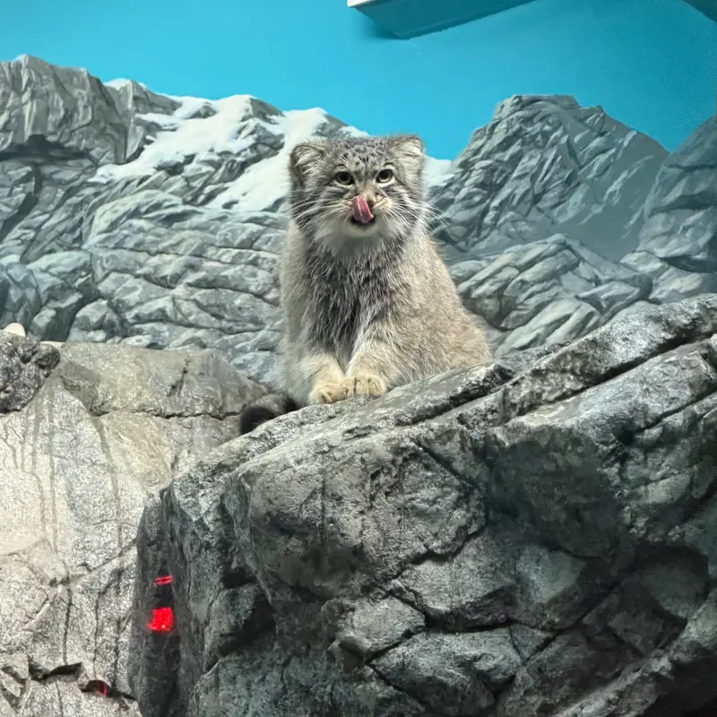 A photograph of Isabel in Cincinnati Zoo
