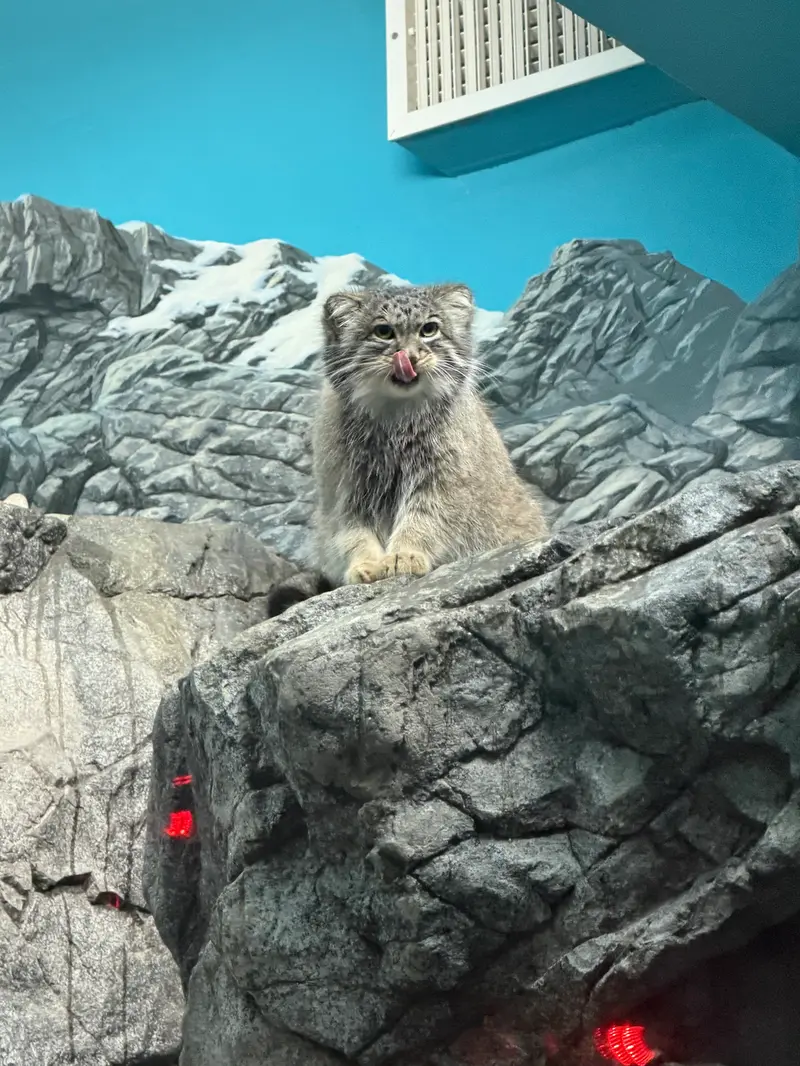 A photograph of Isabel in Cincinnati Zoo