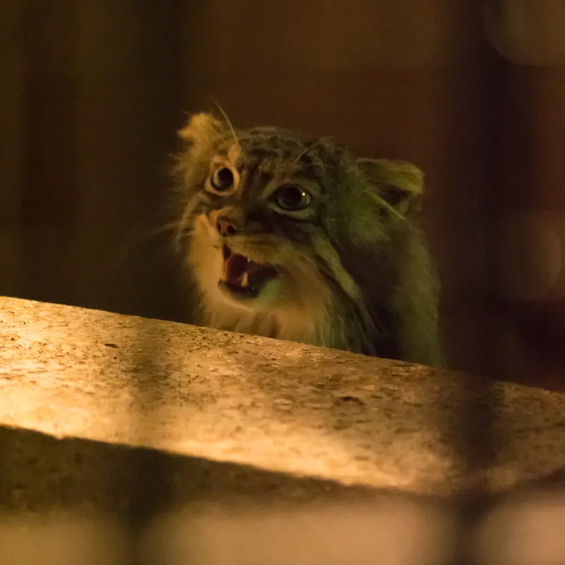 A photograph of Figa in Nogeyama Zoo