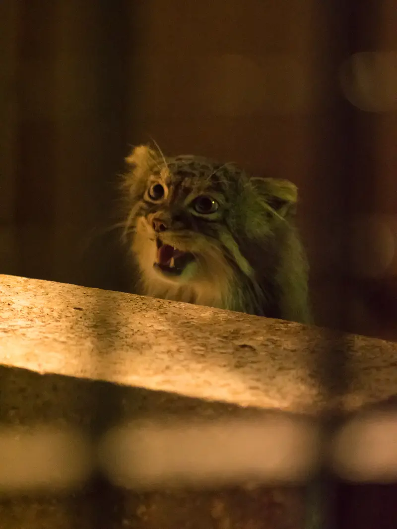 A photograph of Figa in Nogeyama Zoo