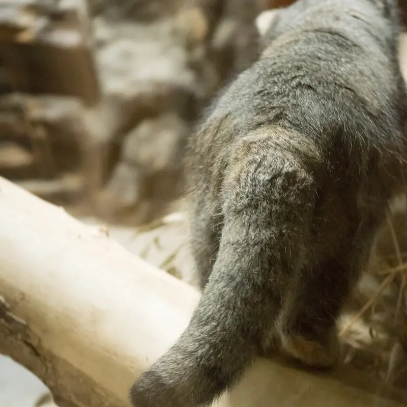 A photograph of Klyon in Ueno Zoological Gardens