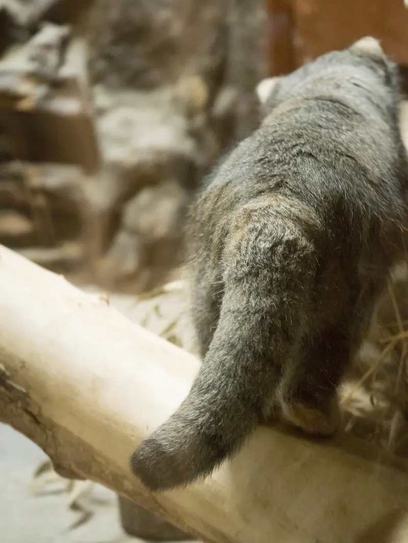 A photograph of Klyon in Ueno Zoological Gardens