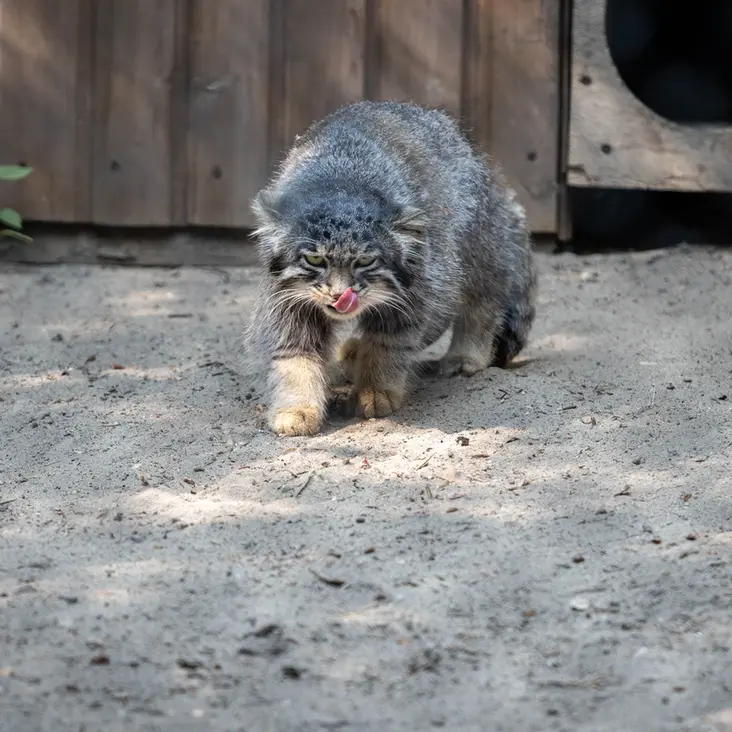 A photograph of Grey in Novosibirsk Zoo
