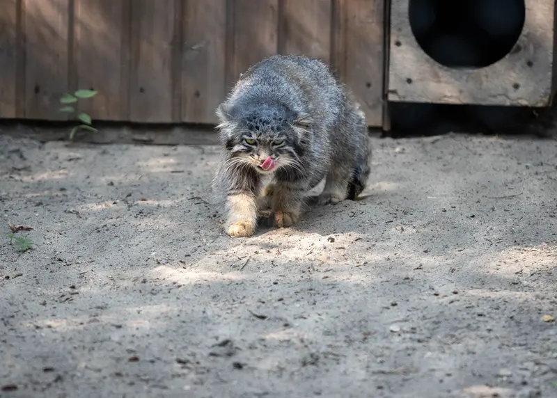 A photograph of Grey in Novosibirsk Zoo