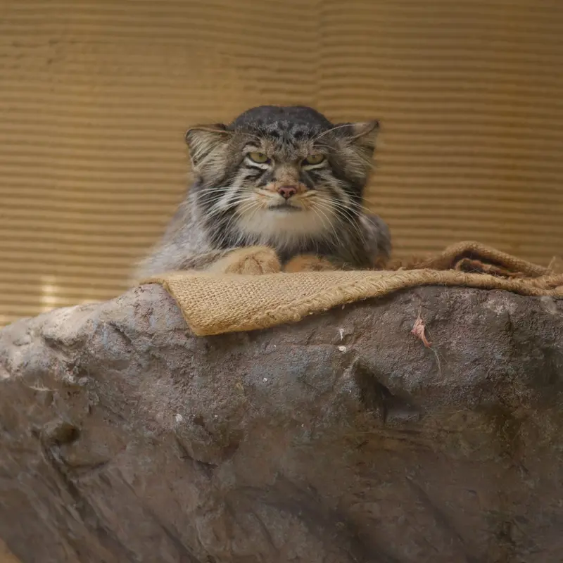 A photograph of Hide in Asahiyama Zoo