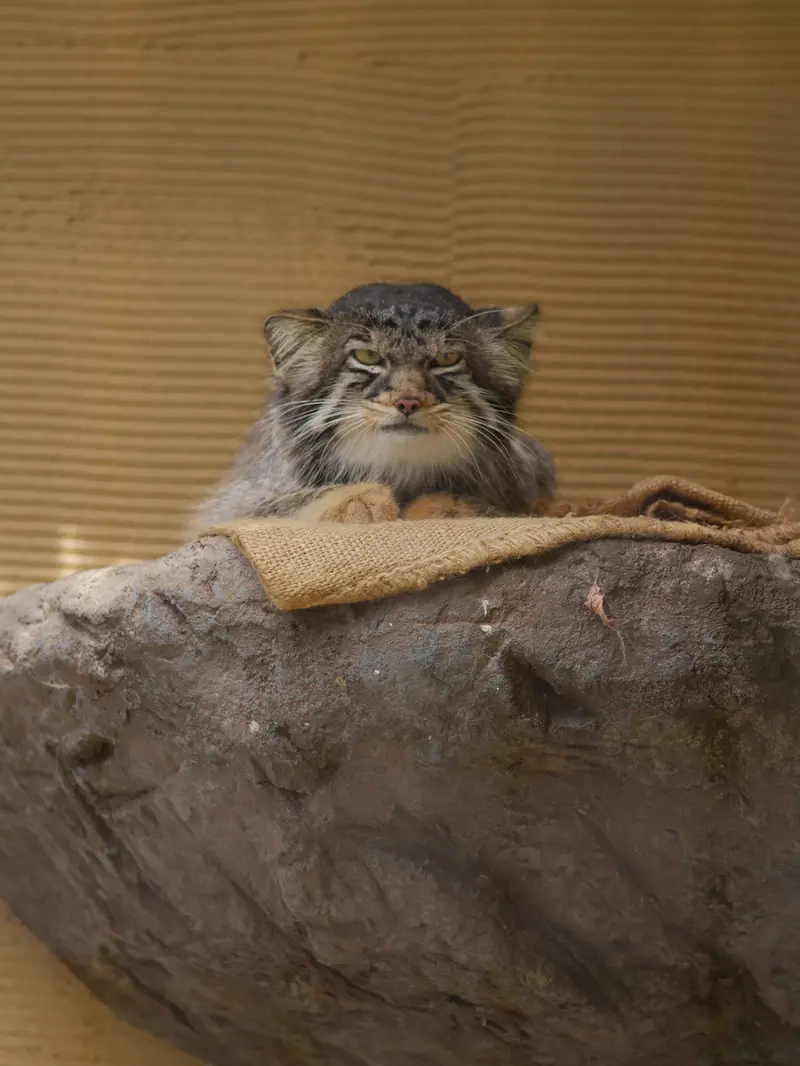 A photograph of Hide in Asahiyama Zoo