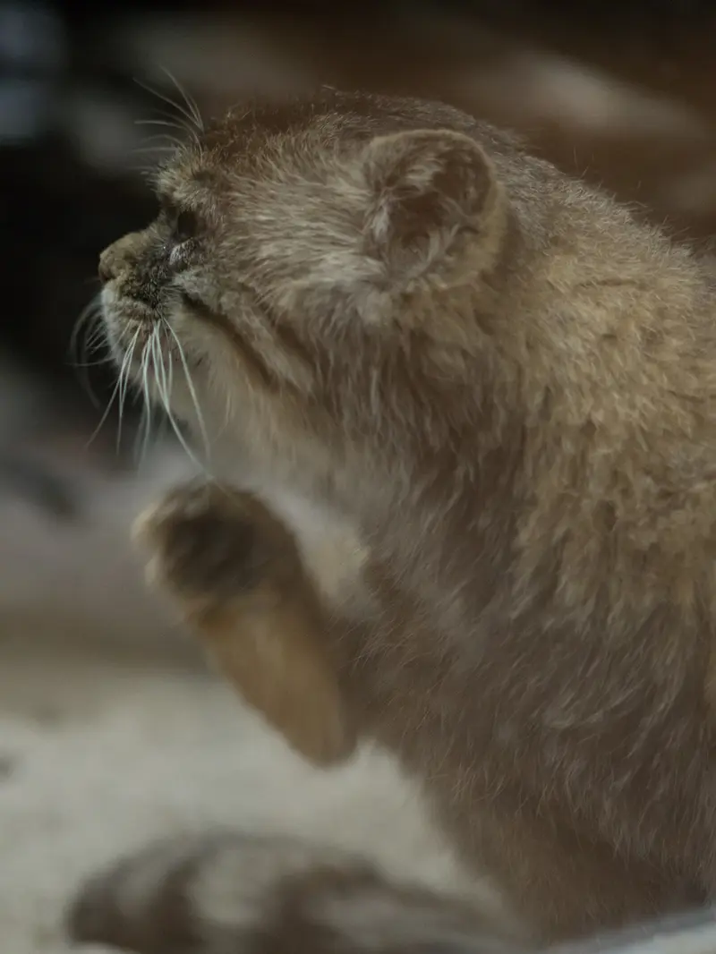A photograph of Primula in Ueno Zoological Gardens