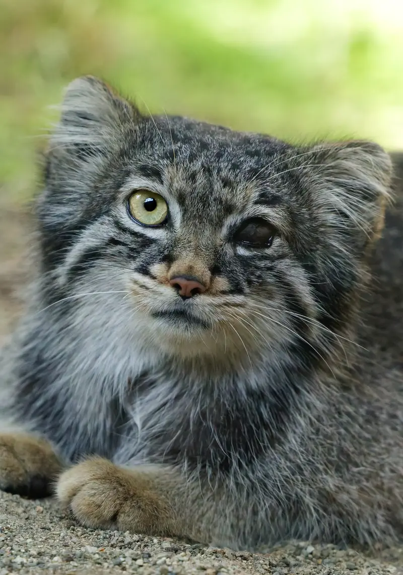A photograph of a Pallas's cat