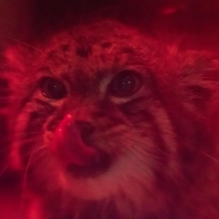 A photograph of Naim in Ueno Zoological Gardens