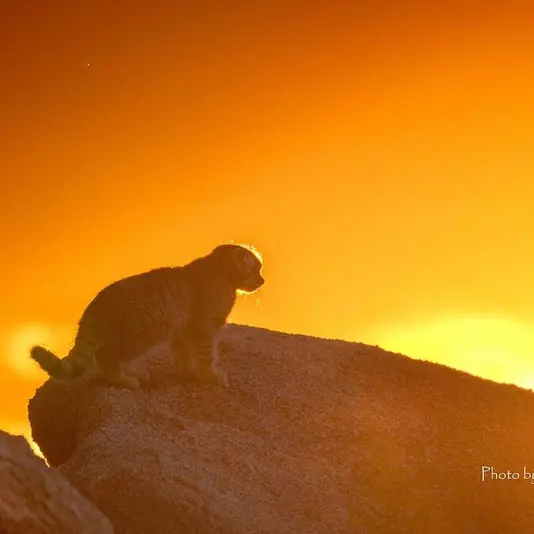 A photograph of a Pallas's cat