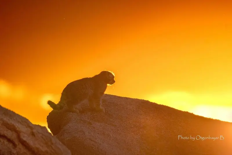 A photograph of a Pallas's cat