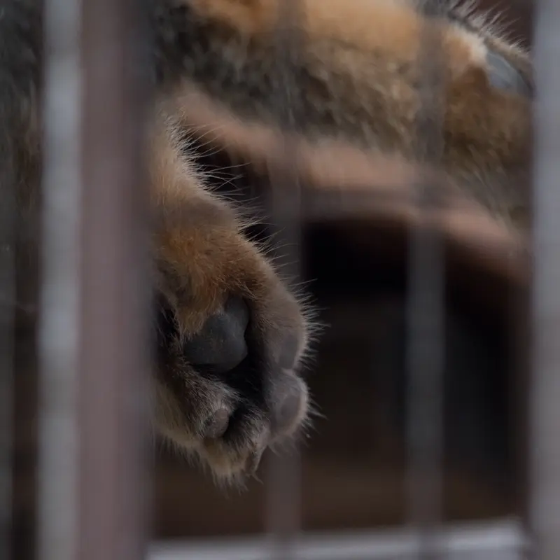 A photograph of Figa in Nogeyama Zoo