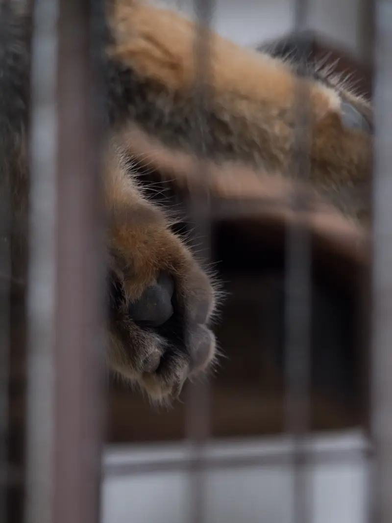 A photograph of Figa in Nogeyama Zoo